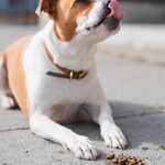 KALU Local Harvest (Chicken, Sweet Potato and Apple) dog food