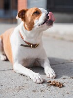KALU Récolte du terroir (Poulet patate douce et pommes) nourriture pour chien
