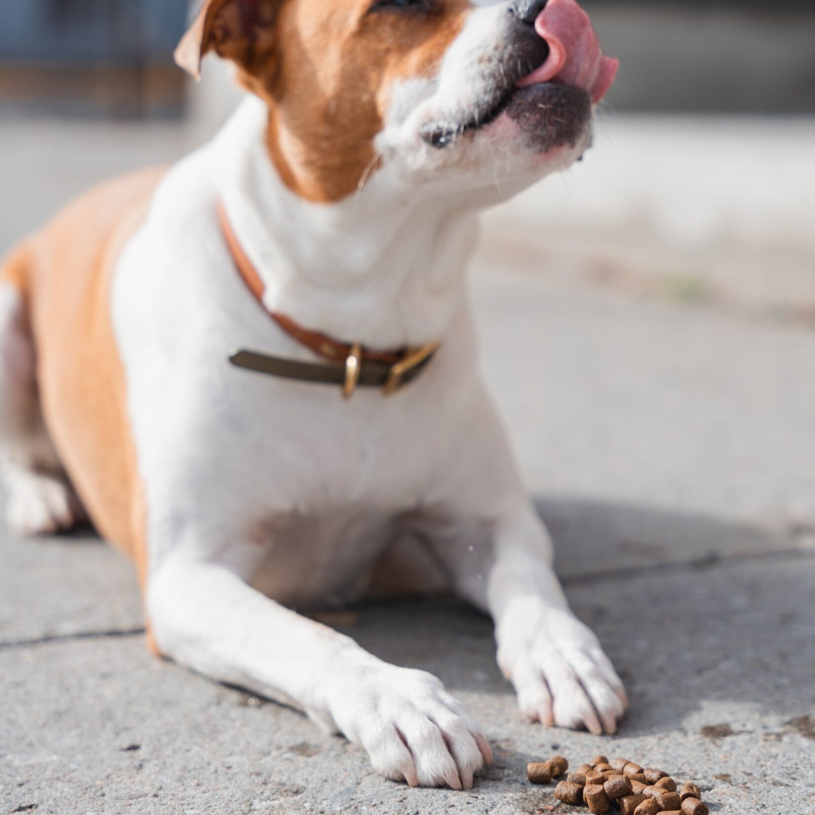 KALU Local Harvest (Chicken, Sweet Potato and Apple) dog food