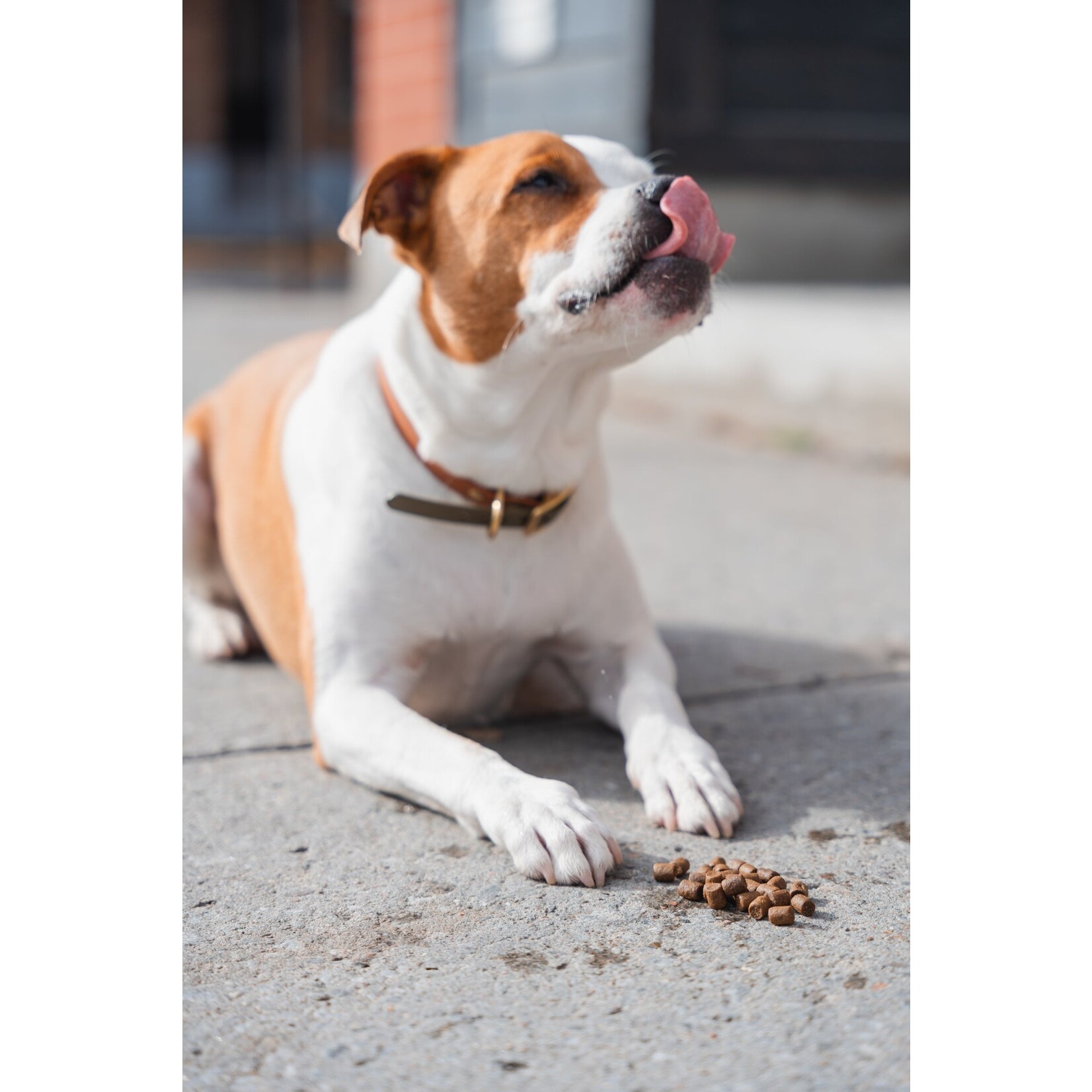 KALU Local Harvest (Chicken, Sweet Potato and Apple) dog food