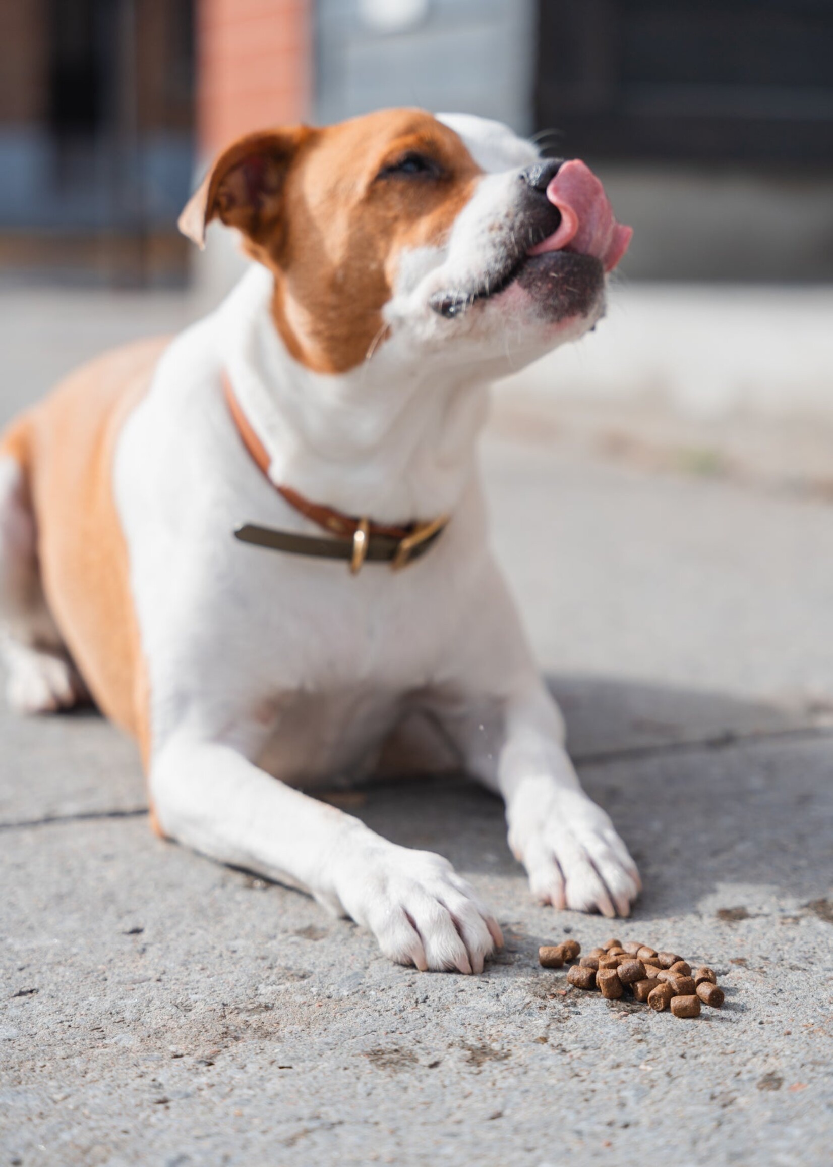 KALU Local Harvest (Chicken, Sweet Potato and Apple) dog food