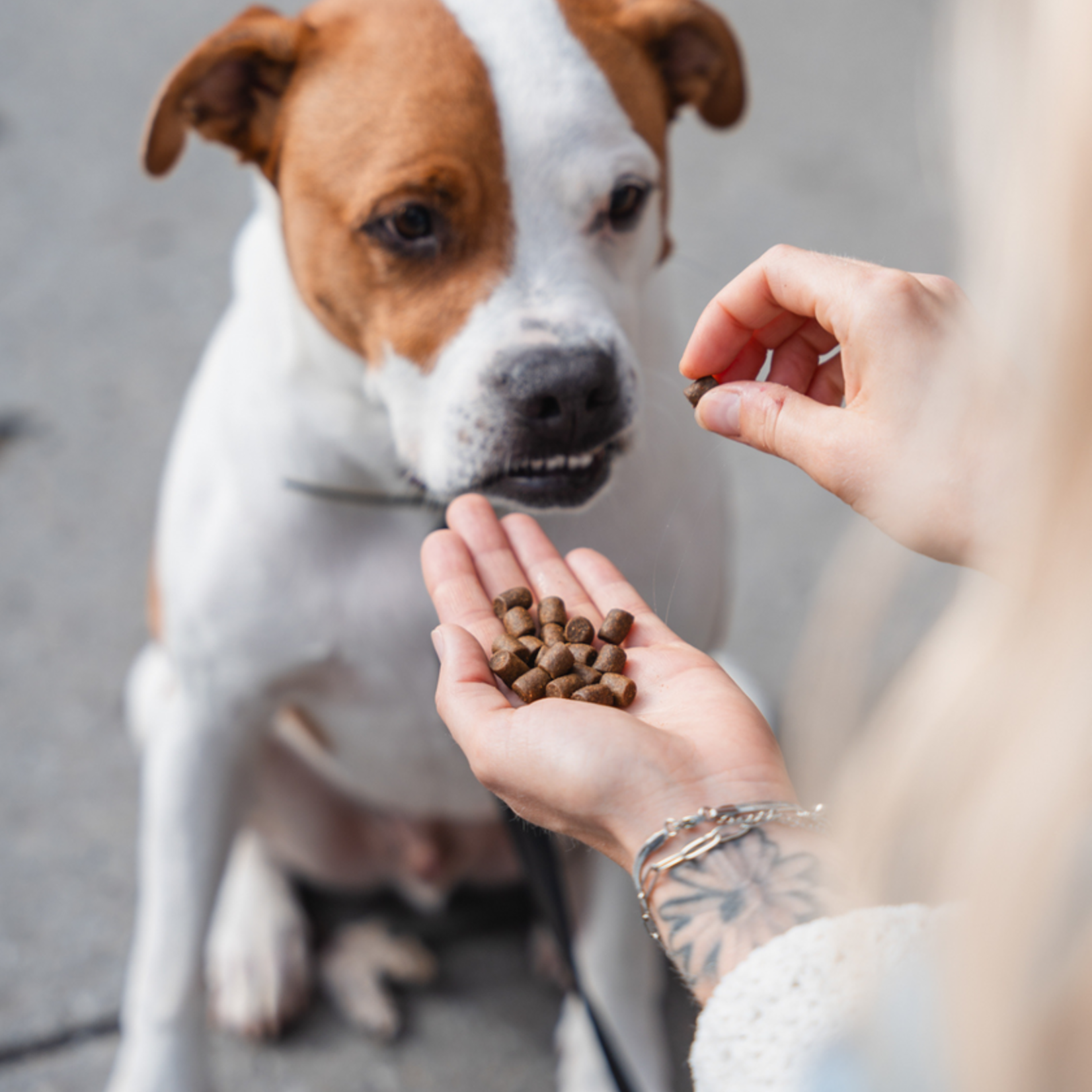 KALU Atlantic (Fish and Lobster) dog food