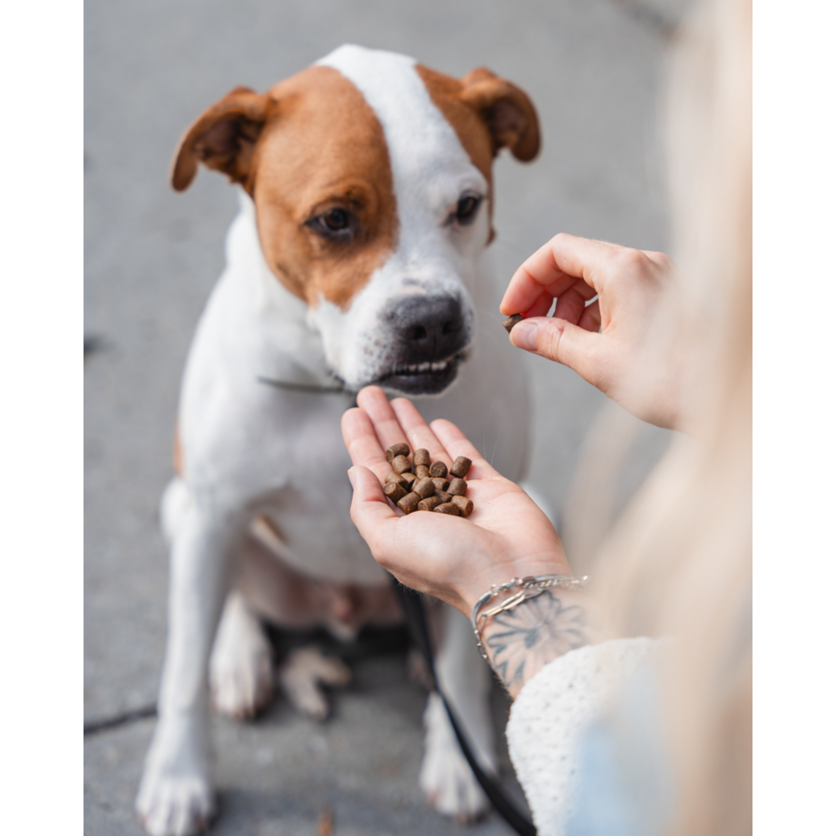 Atlantic (Fish and Lobster) dog food