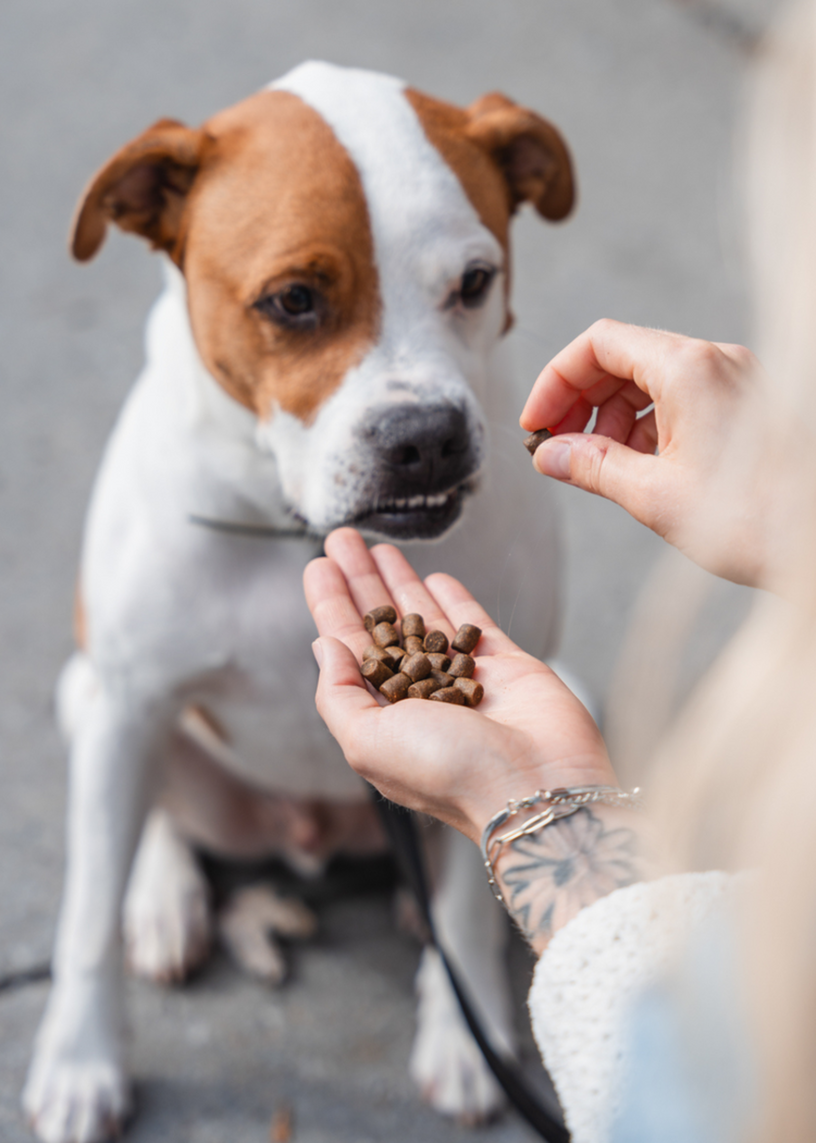 KALU Atlantic (Fish and Lobster) dog food
