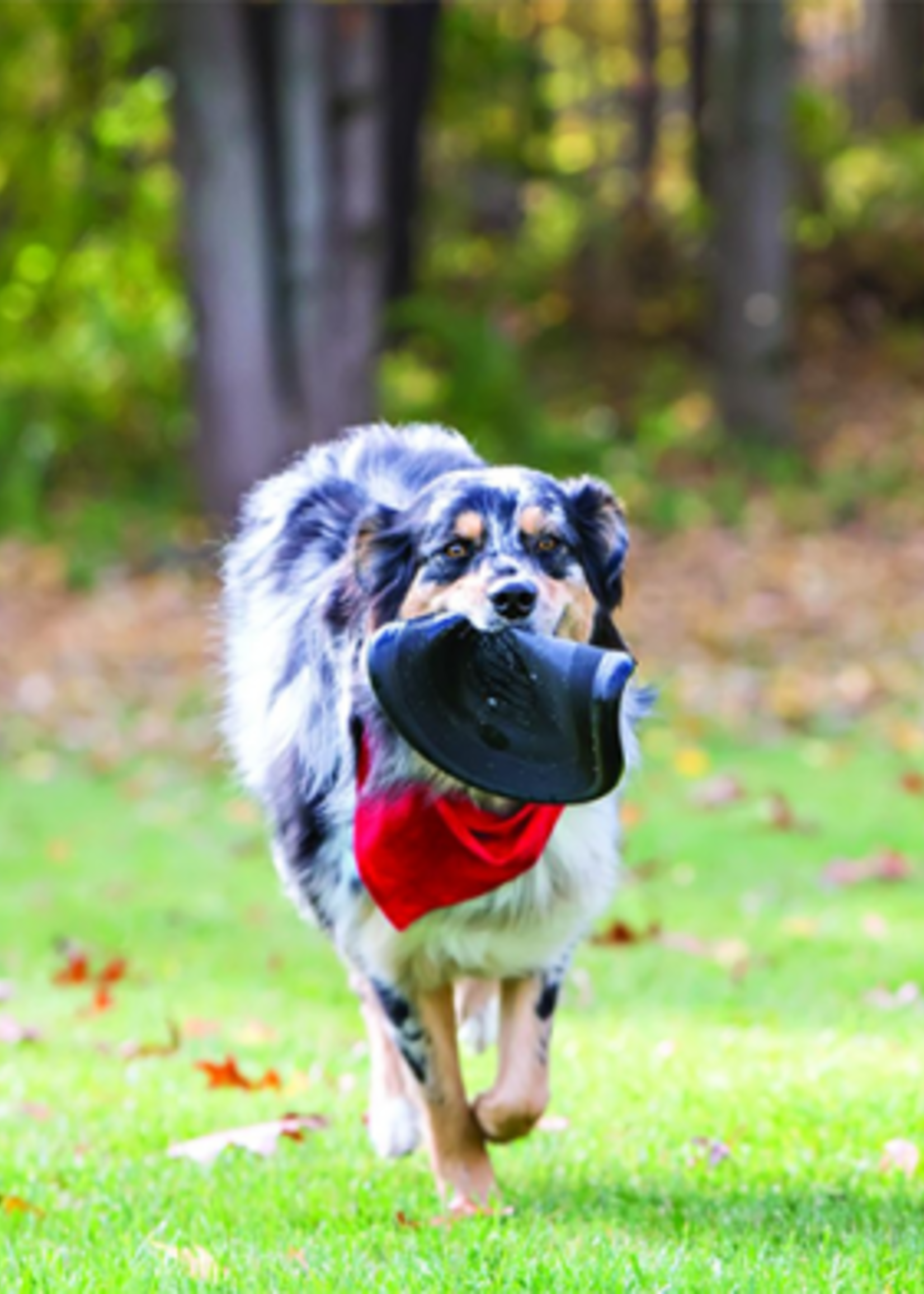 kong Flyer, jouet pour chien