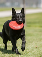 kong Flyer, jouet pour chien