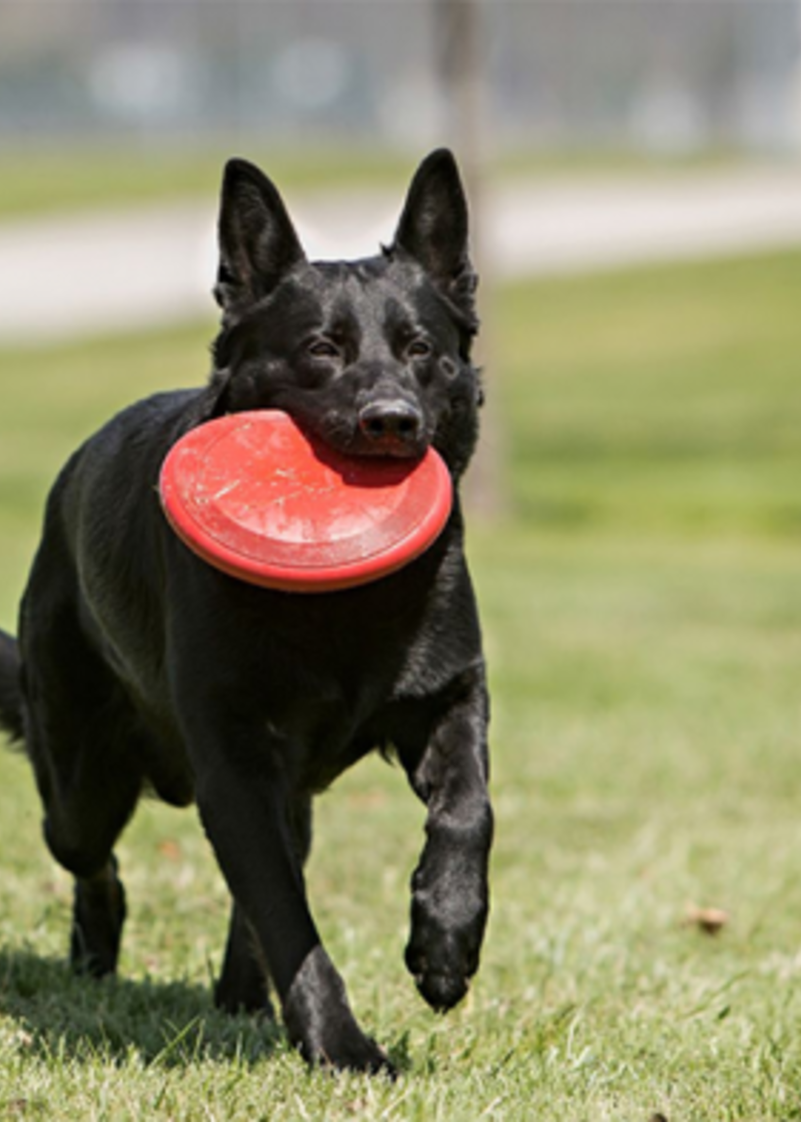 kong Flyer, jouet pour chien