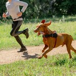 Harness for sporting dogs