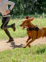 Harnais pour les chiens sportifs