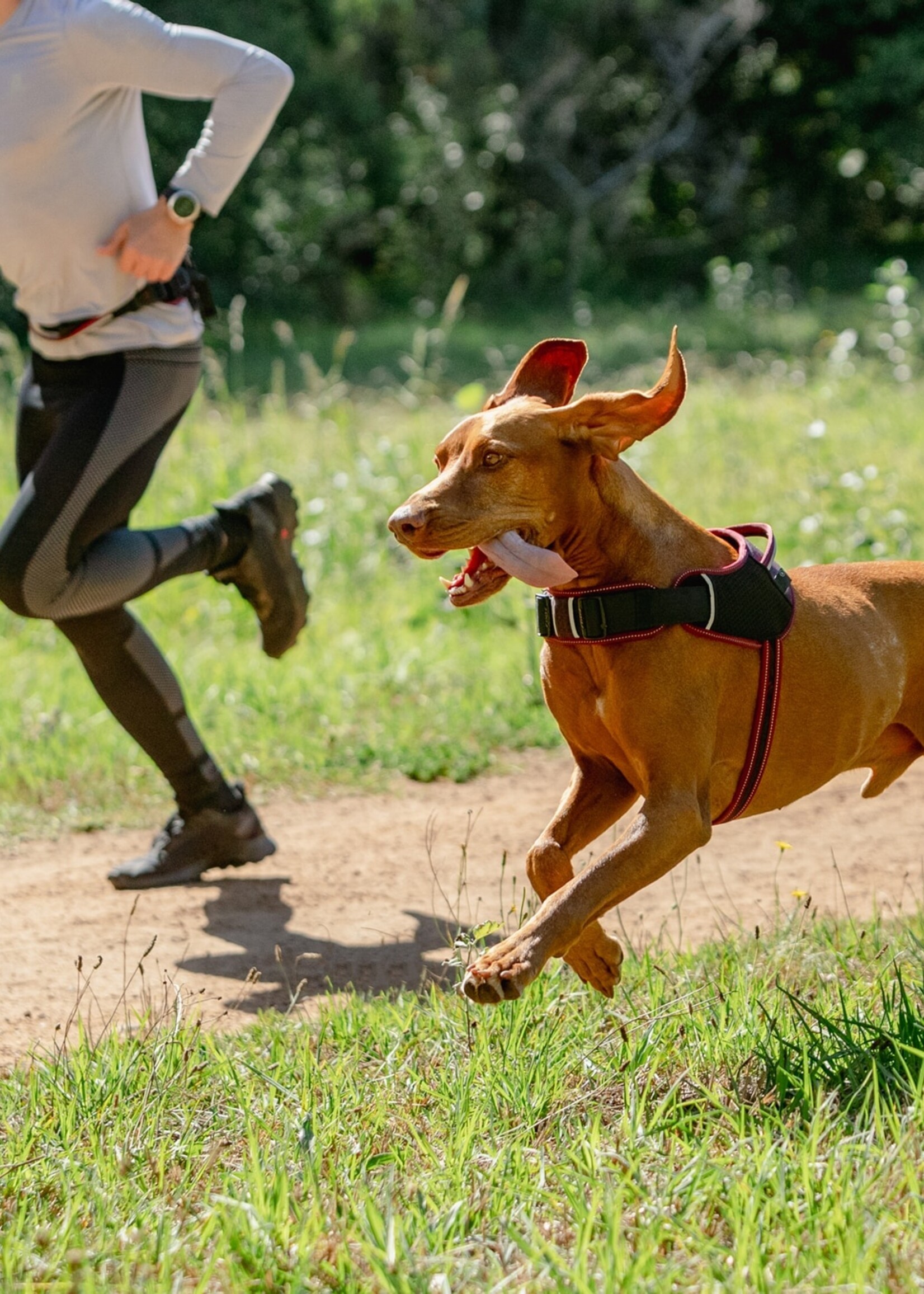 Harnais pour les chiens sportifs