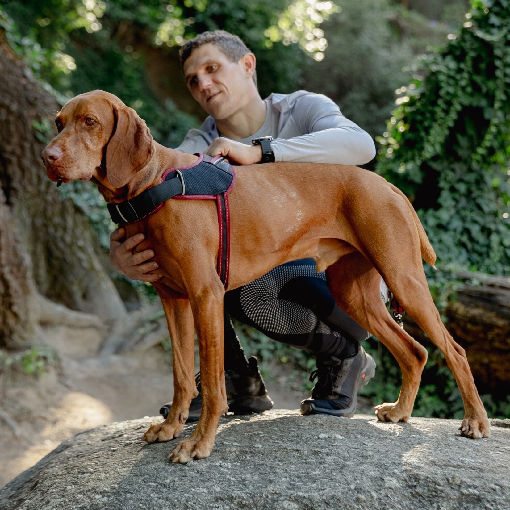 Harnais pour les chiens sportifs