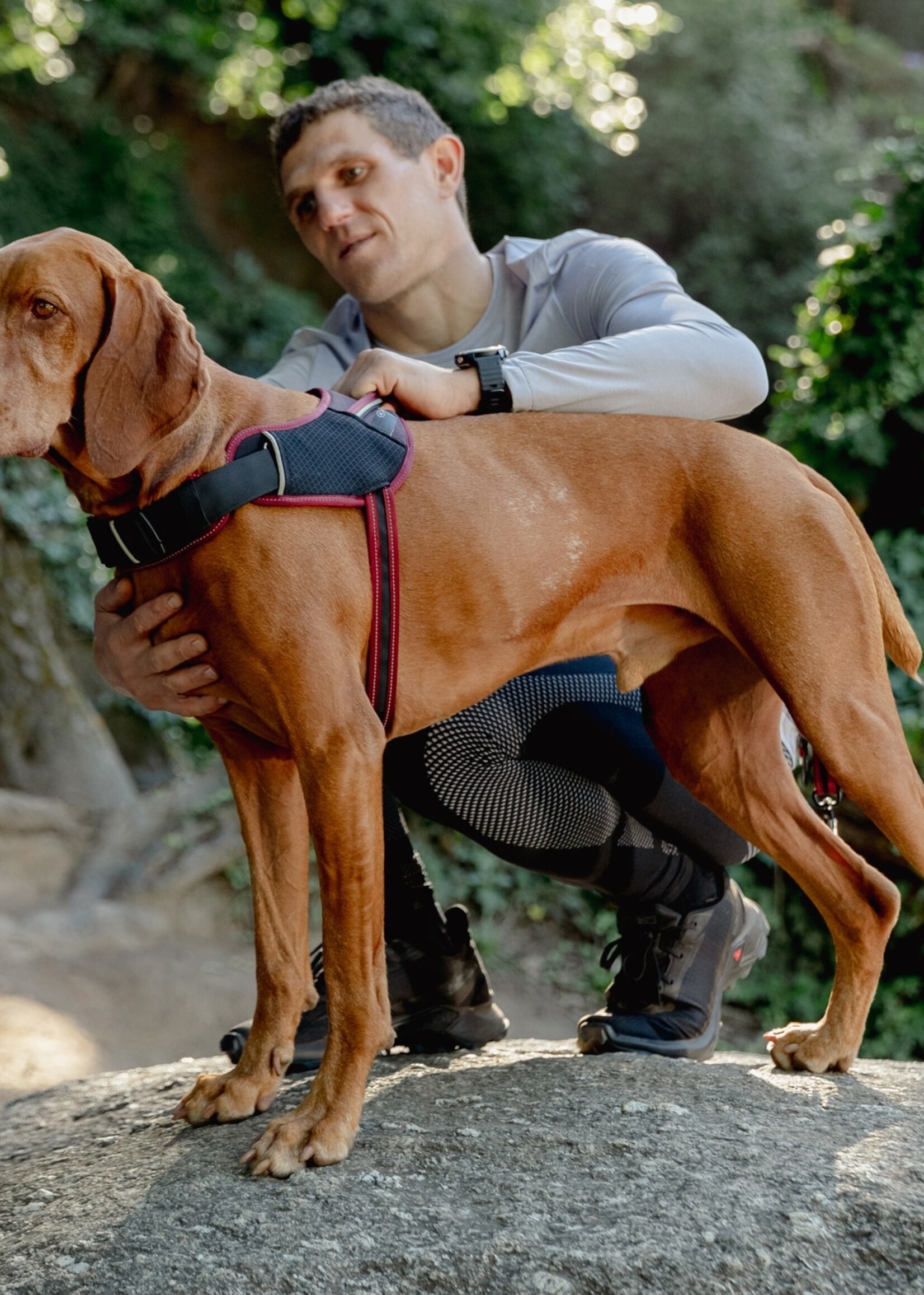 Harnais pour les chiens sportifs