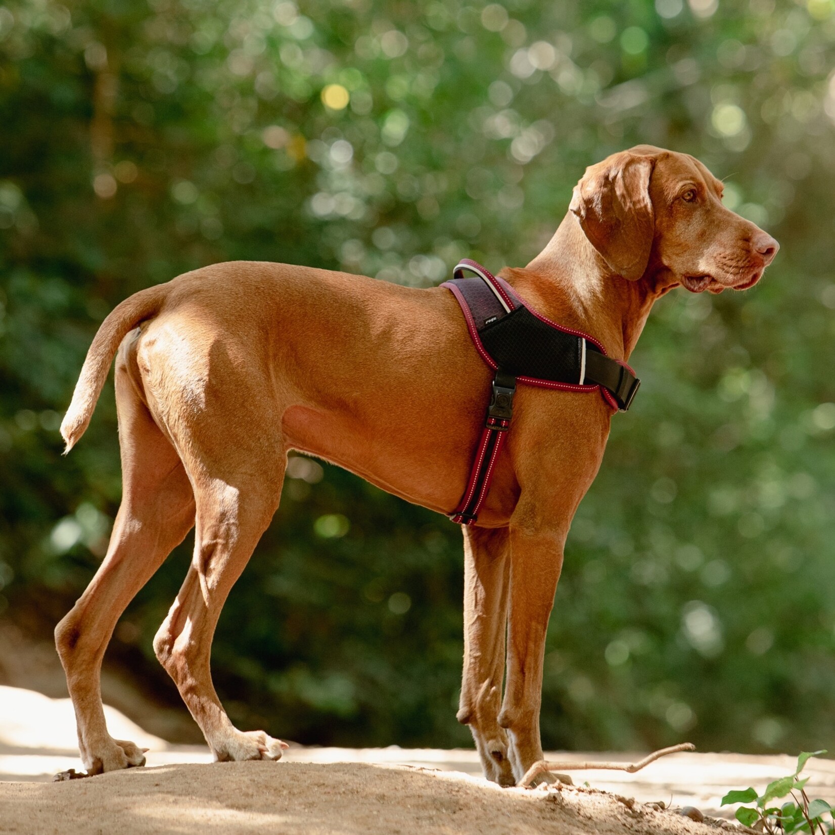 Harnais pour les chiens sportifs