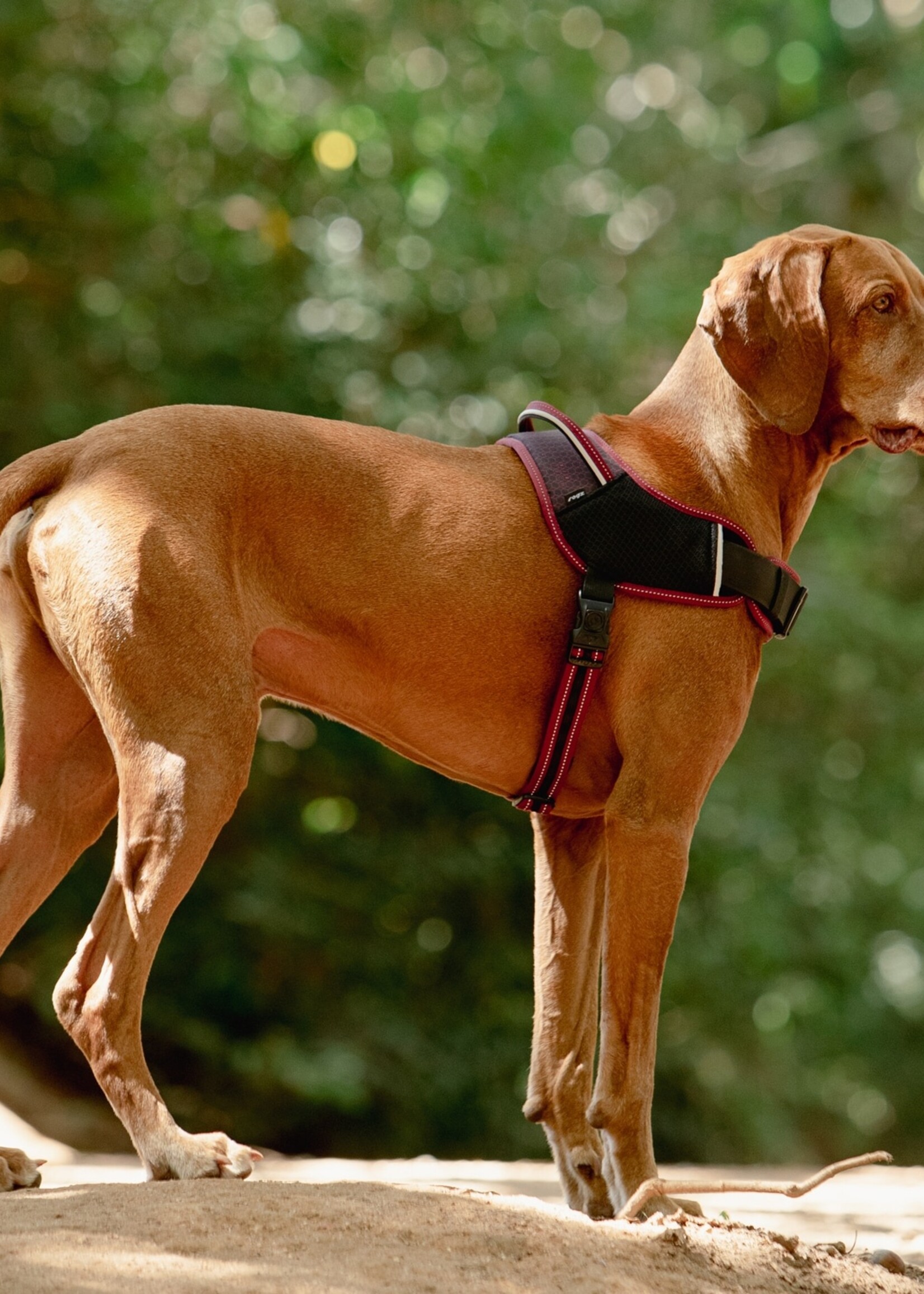 Harnais pour les chiens sportifs