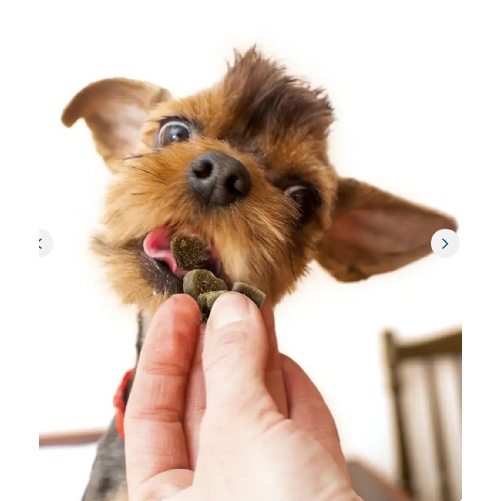 Mini gâteries tendres pour chiens