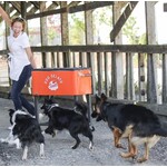 GELATO Banana Peanut Butter