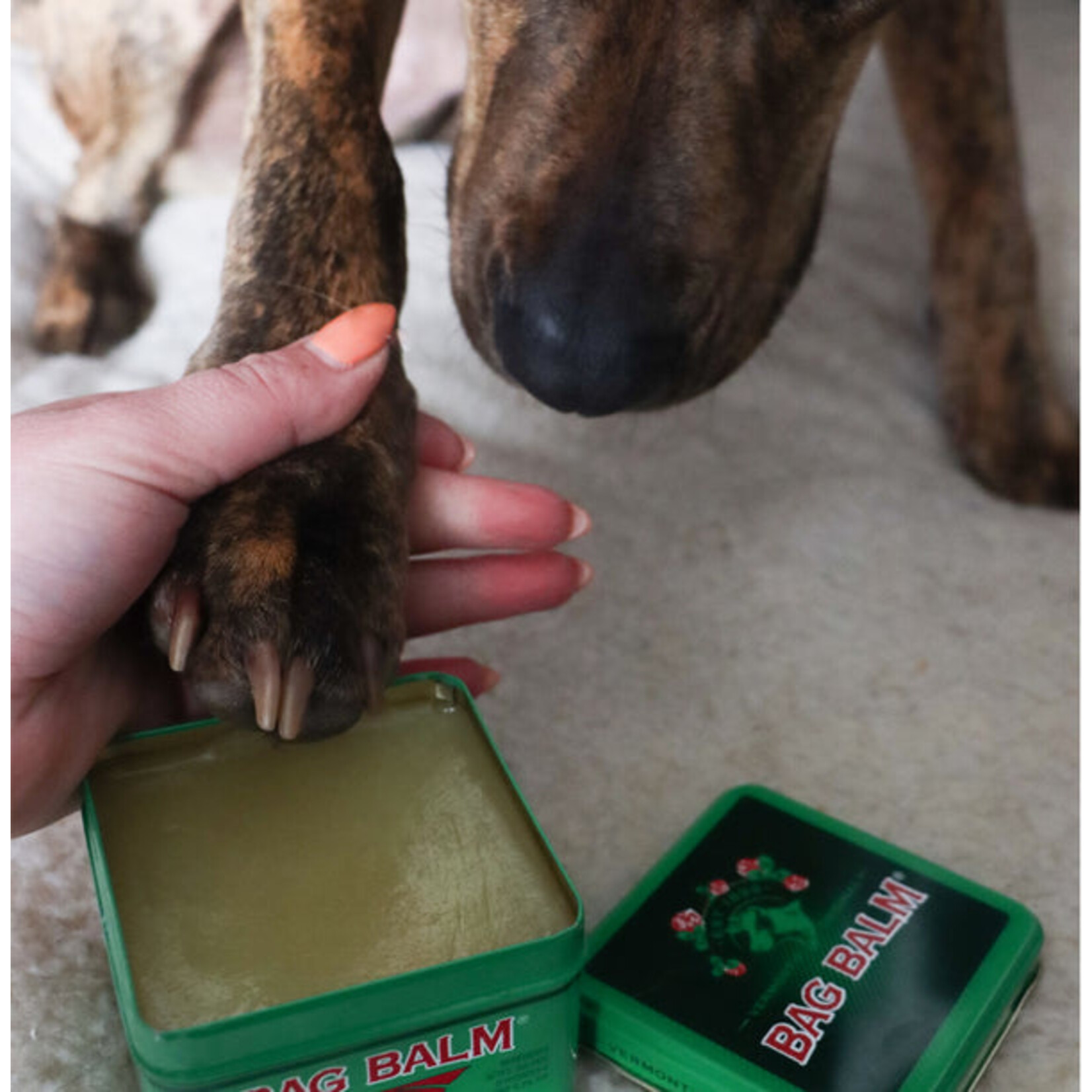 Bag Balm Antiseptic Ointment