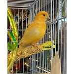 Couple de canaris