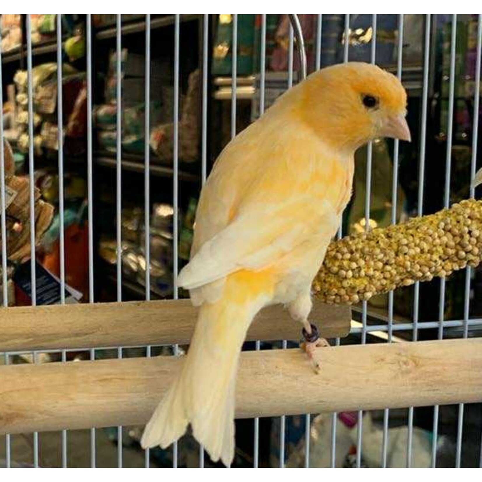 Couple de canaris