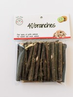 Branches (40) de kiwi
