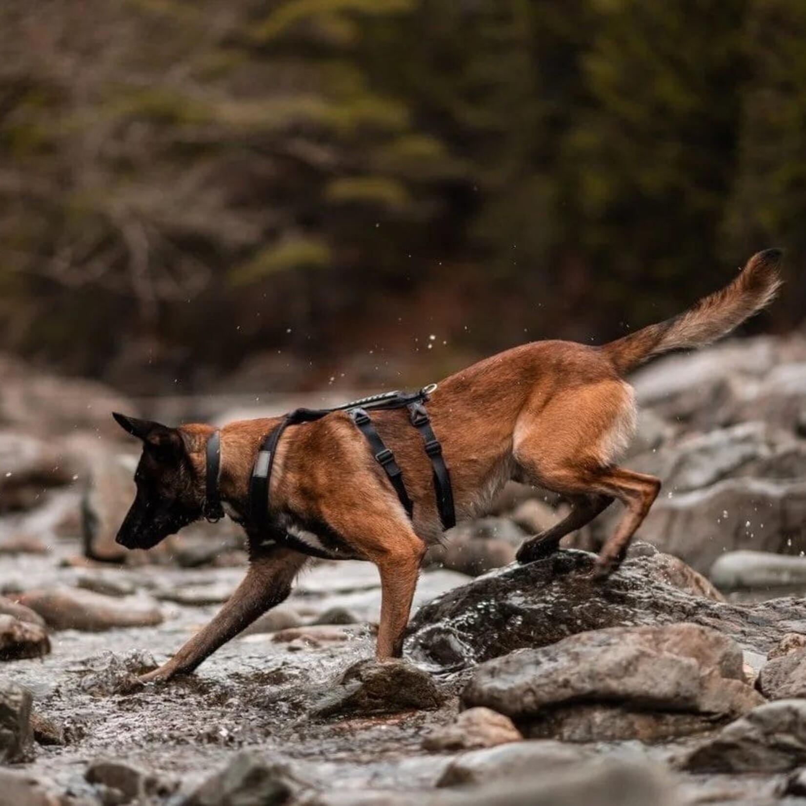 Nahak Harnais hybride pour chien