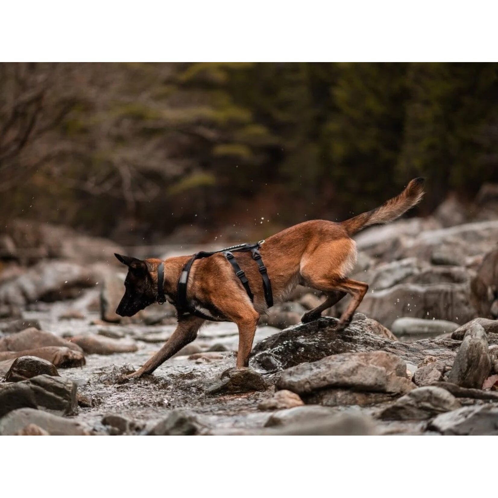 Nahak Hybrid dog harness