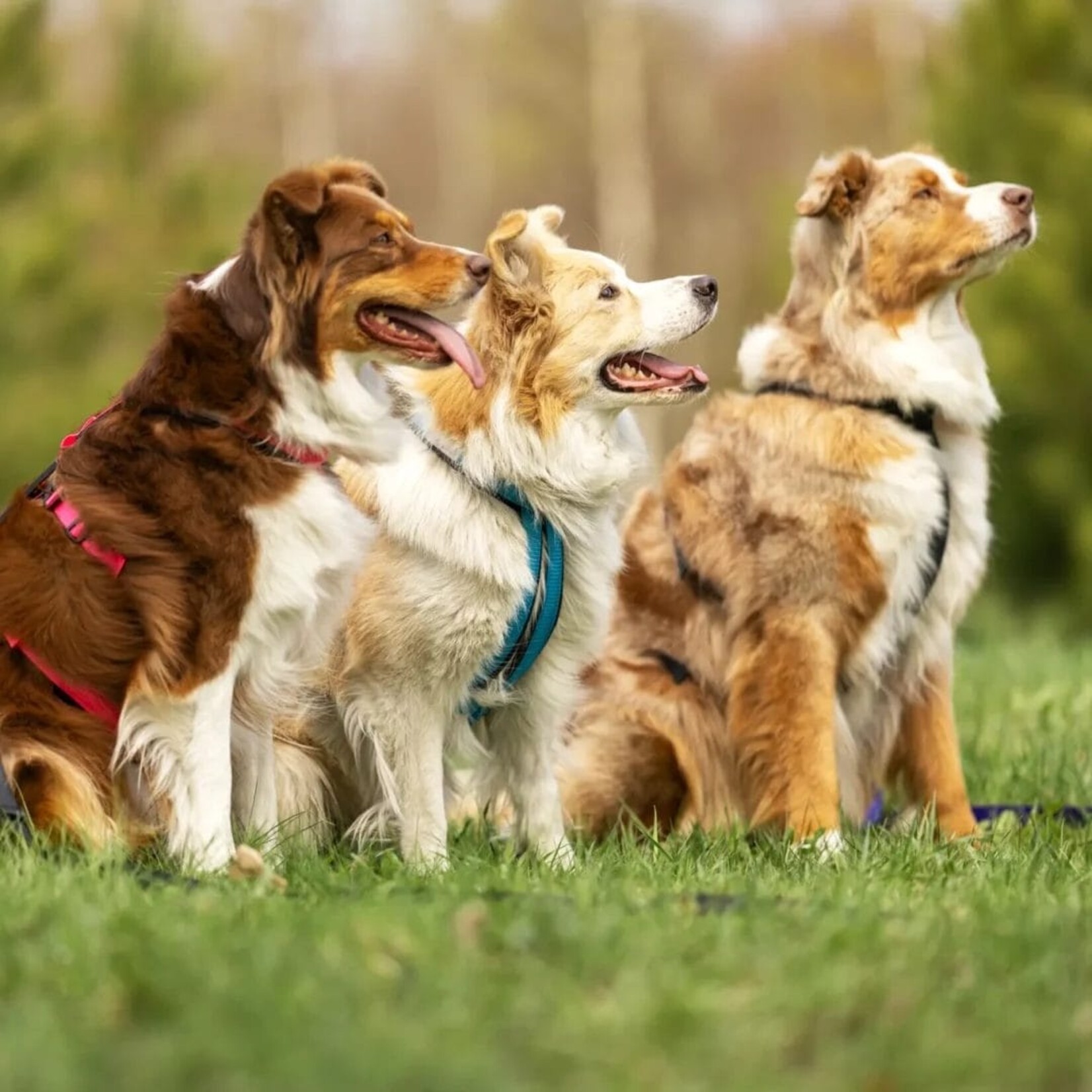 Nahak Harnais hybride pour chien