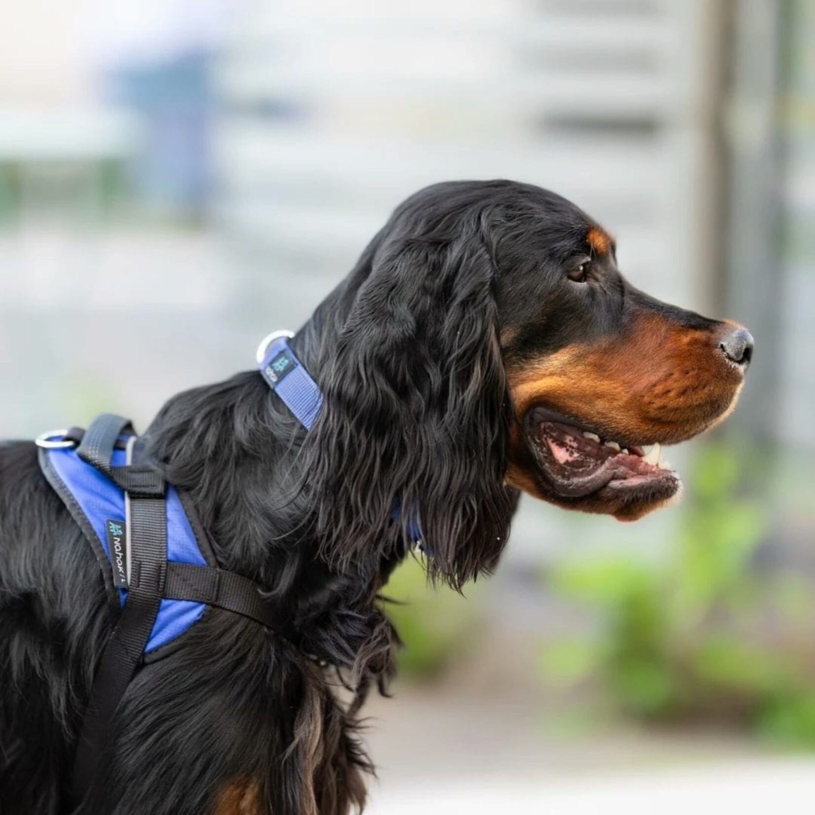 Nahak No pull dog harness