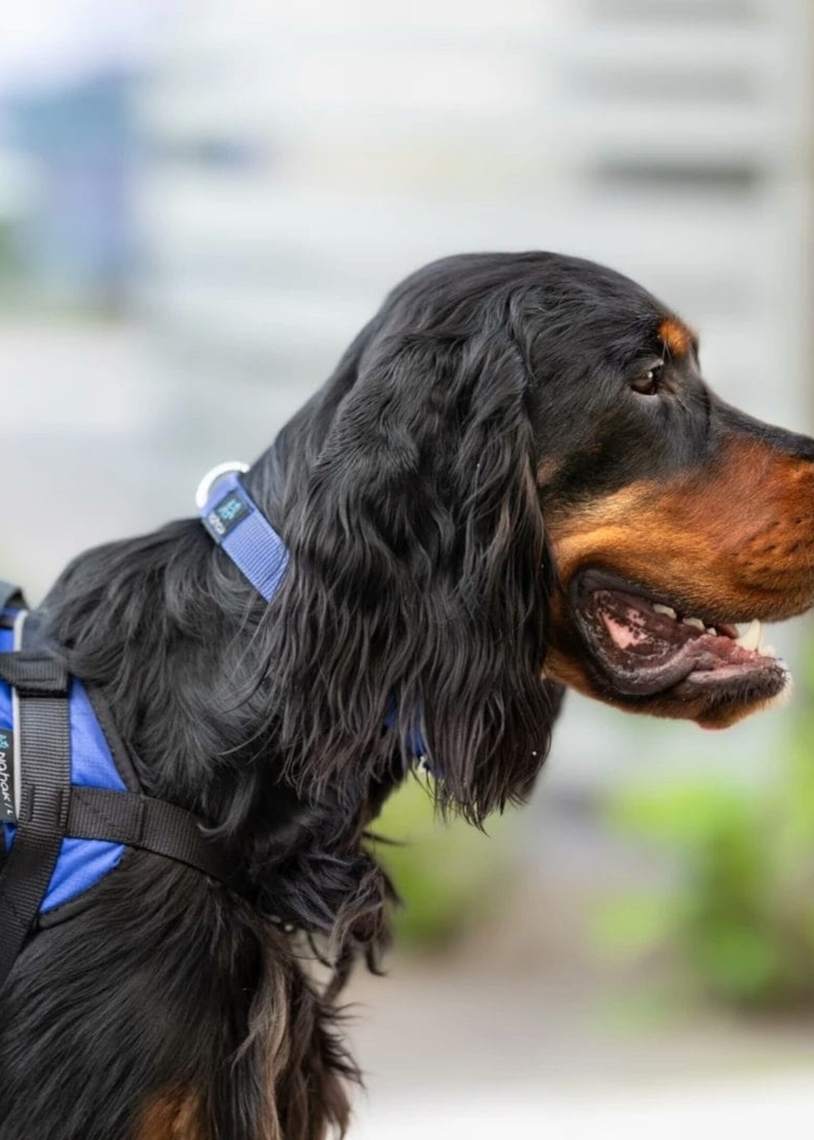 Nahak Harnais de marche pour chien