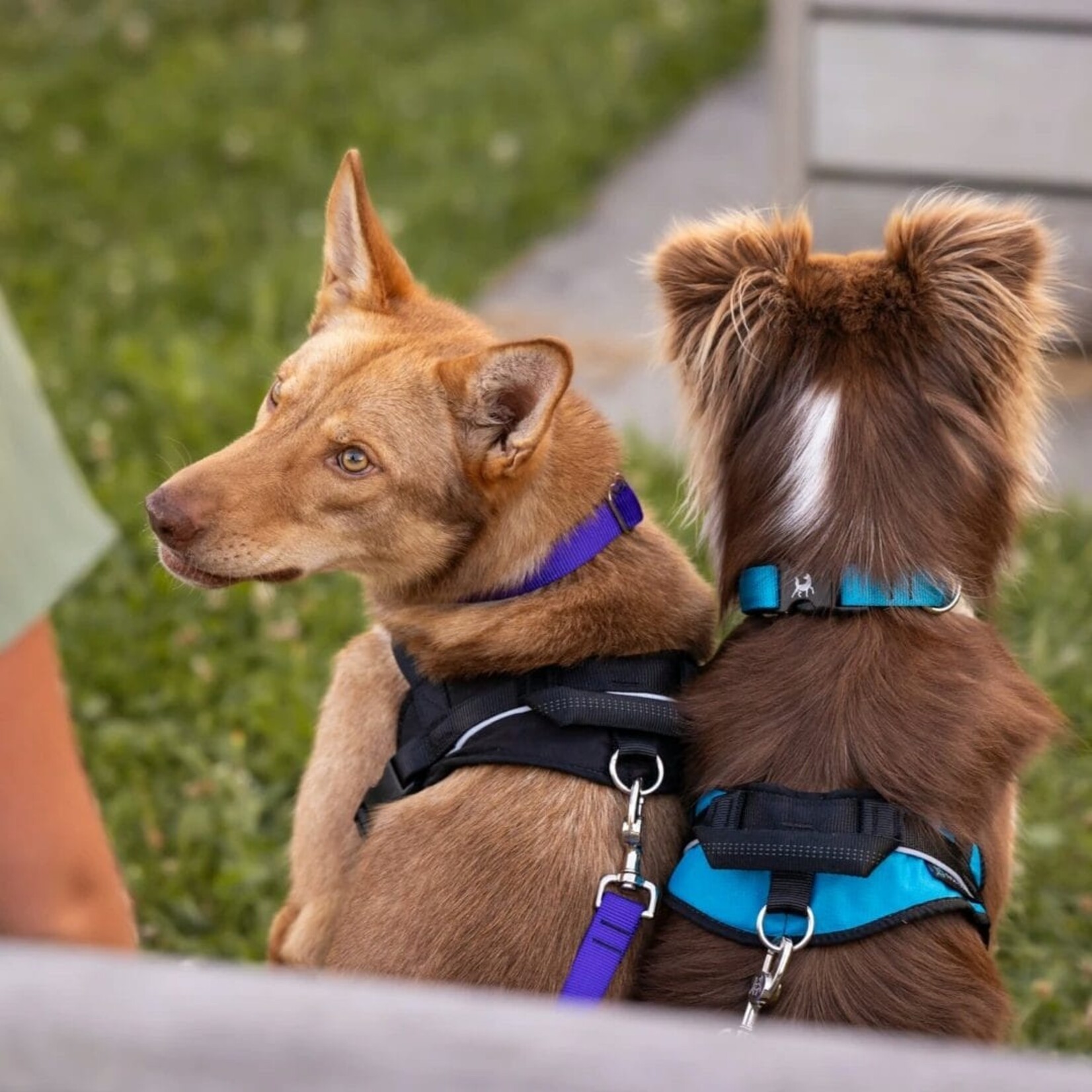 Nahak Harnais de marche pour chien