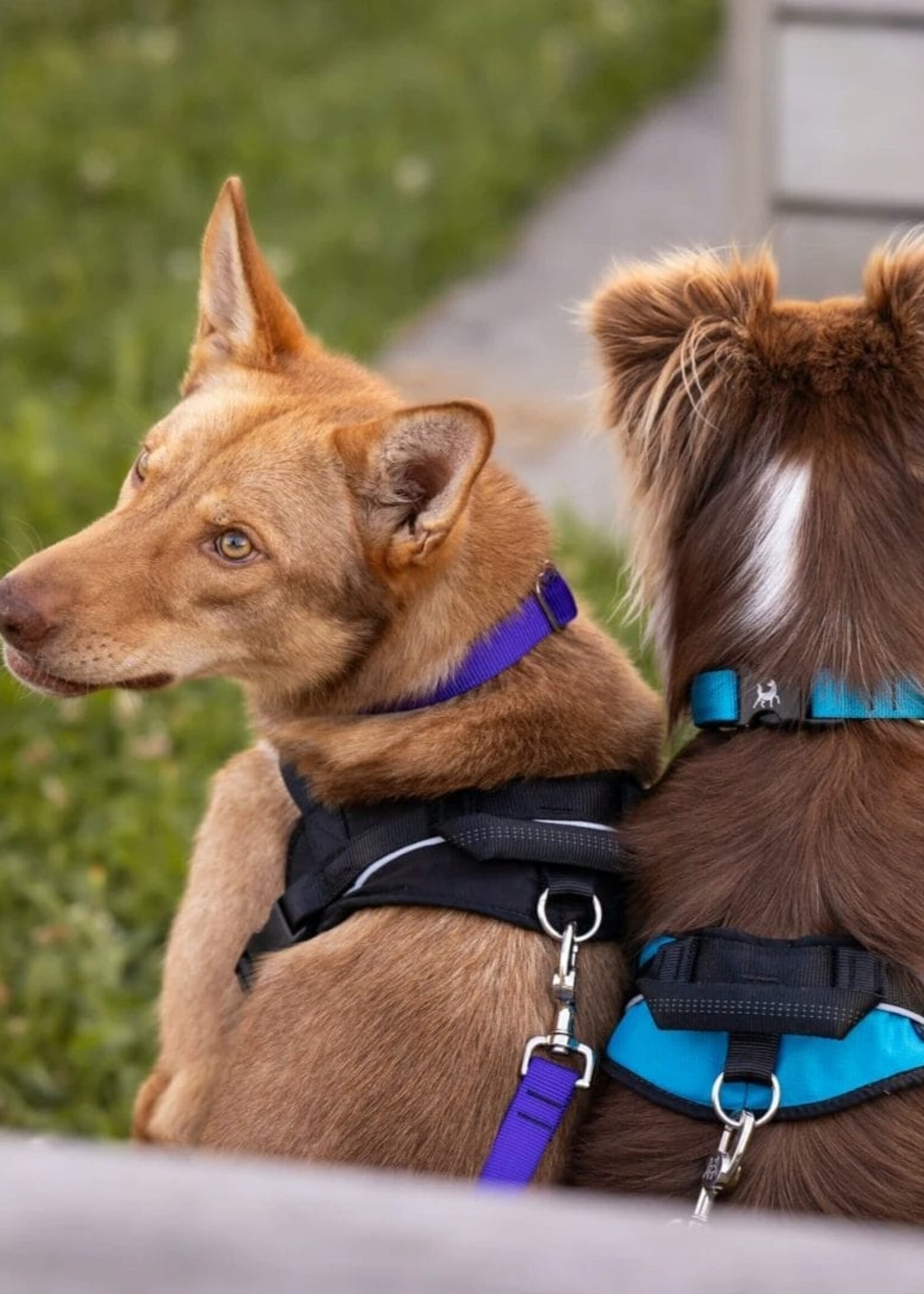 Nahak Harnais de marche pour chien