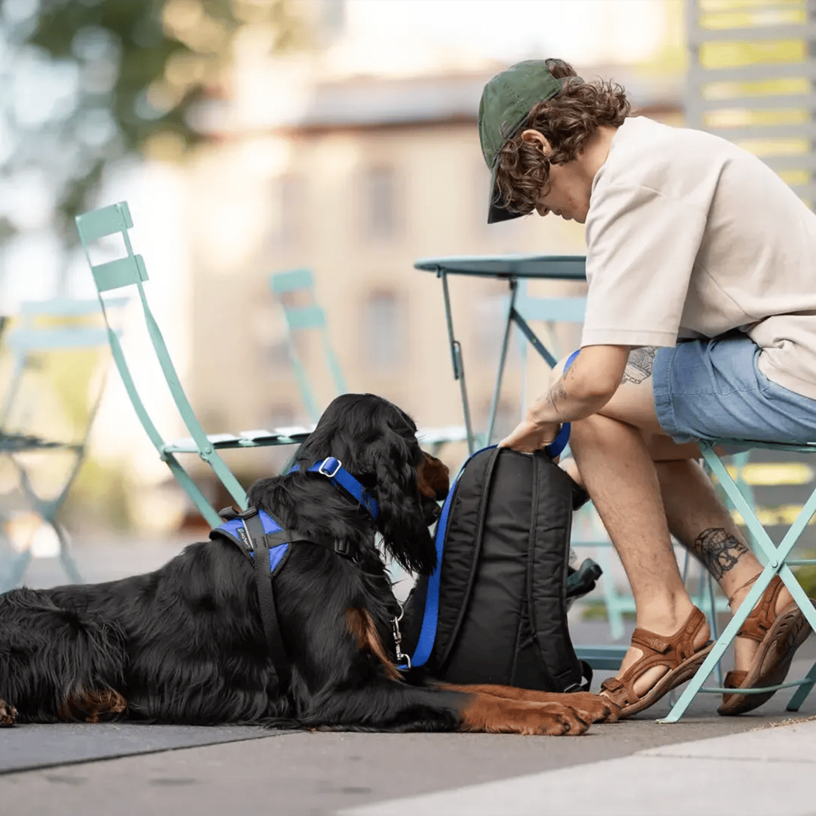 Nahak No pull dog harness