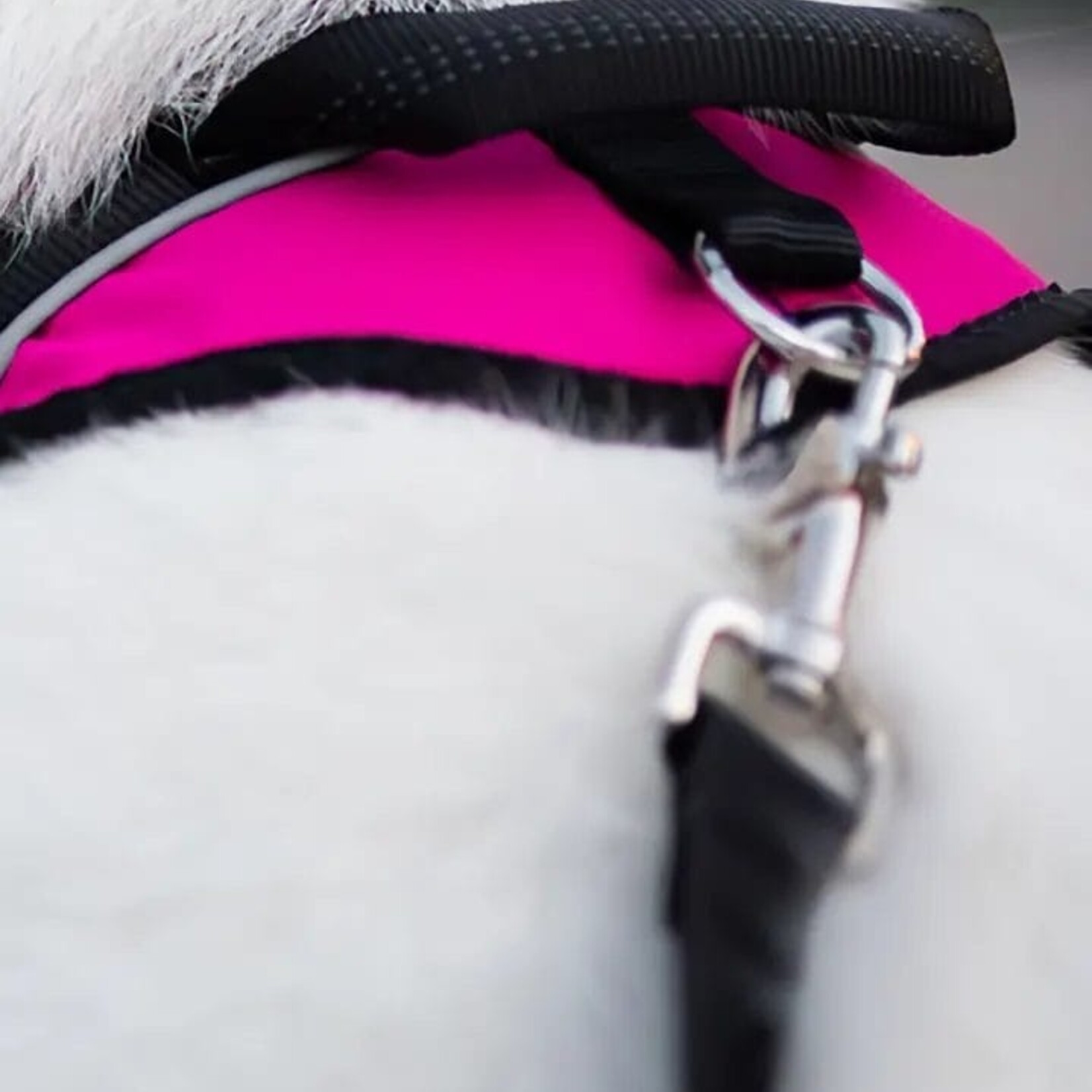 Nahak Harnais de marche pour chien