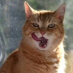 Friandises pour chats