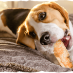 Rouleau à base de collagène