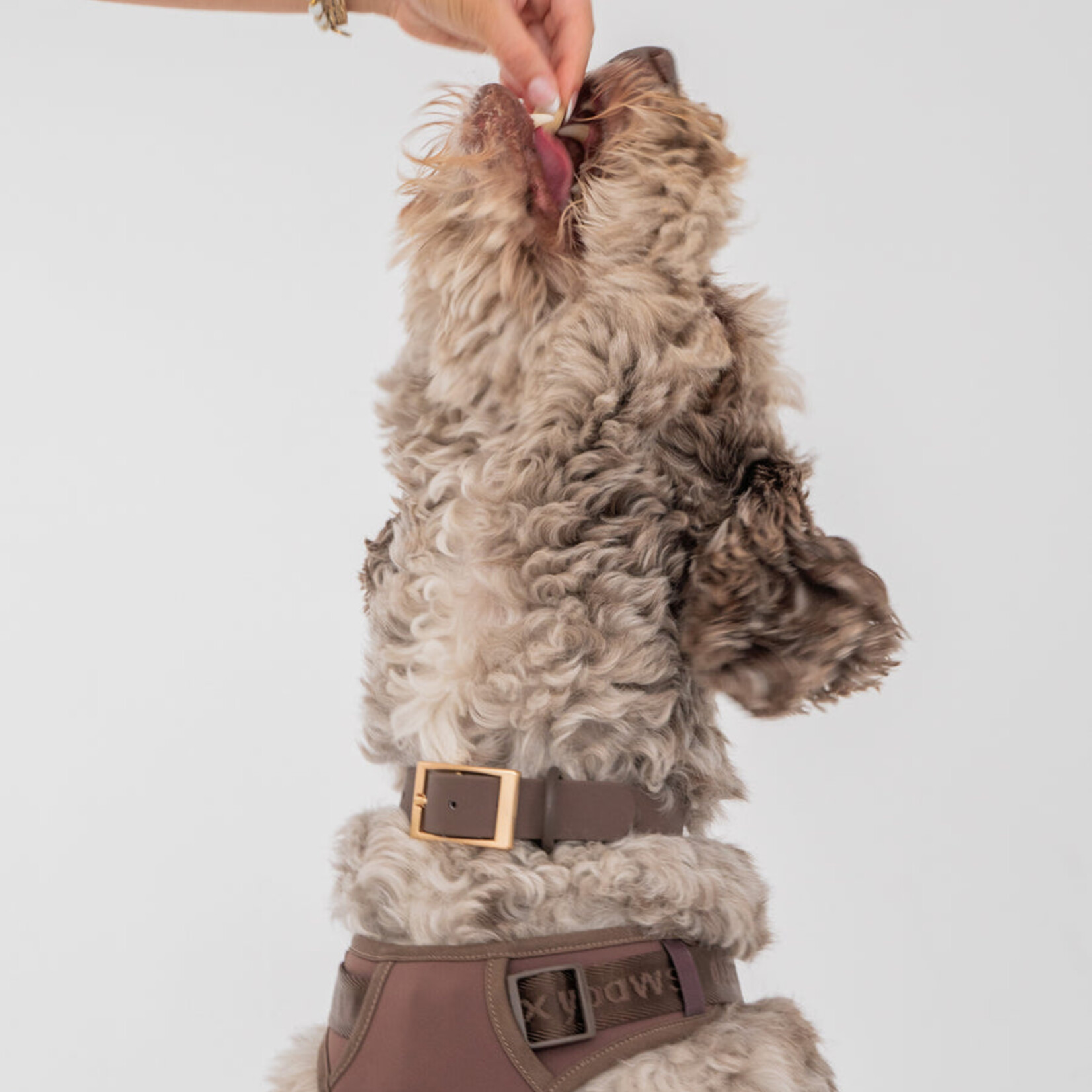 Collier Imperméable - Pour Chien -Couleur Espresso