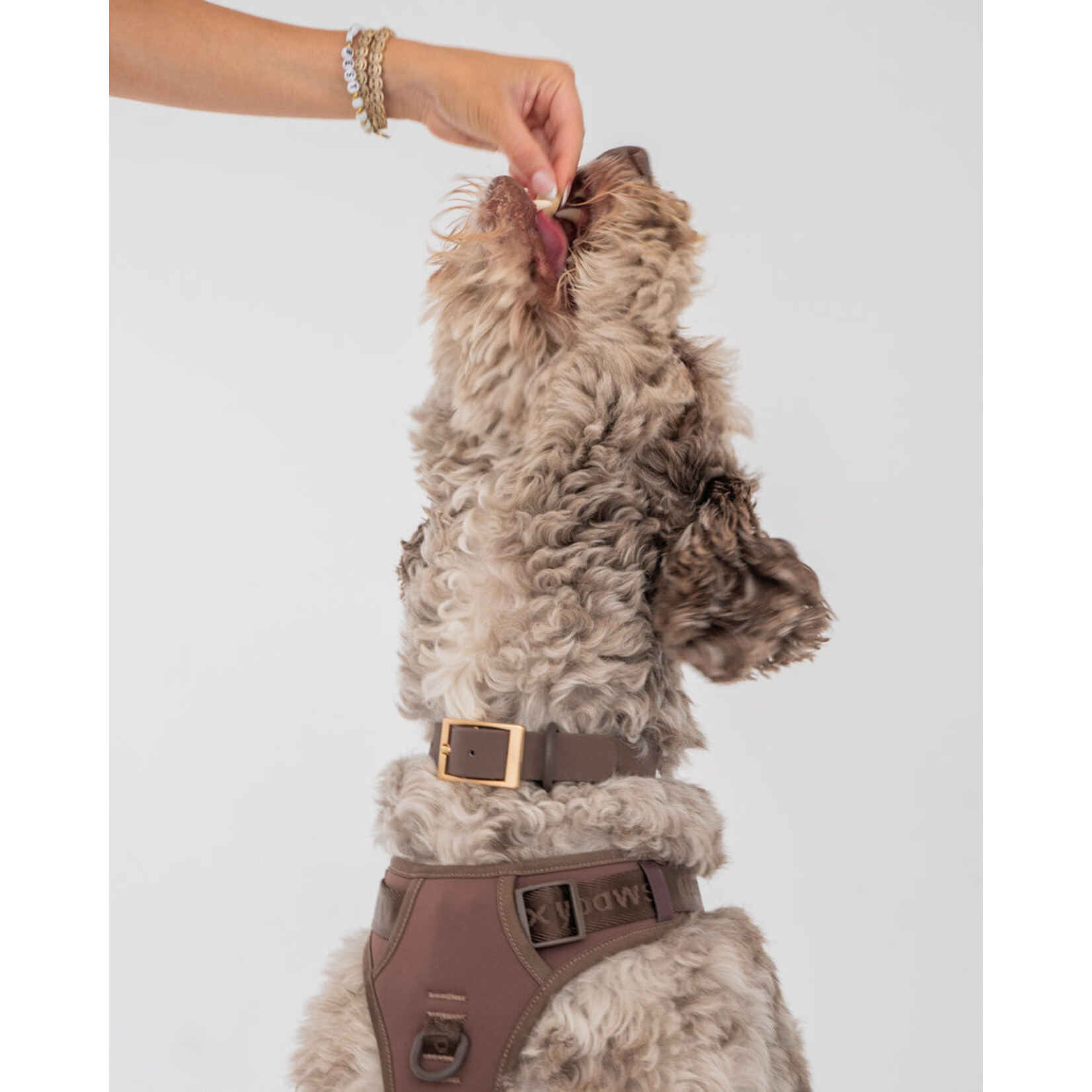 Collier Imperméable - Pour Chien -Couleur Espresso