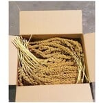 Econo-max Millet for Birds | Quality and Best Price | 5 lb