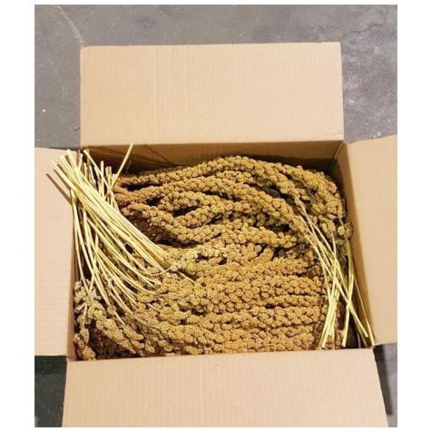 Millet pour oiseaux Econo-max | Qualité et Meilleur Prix