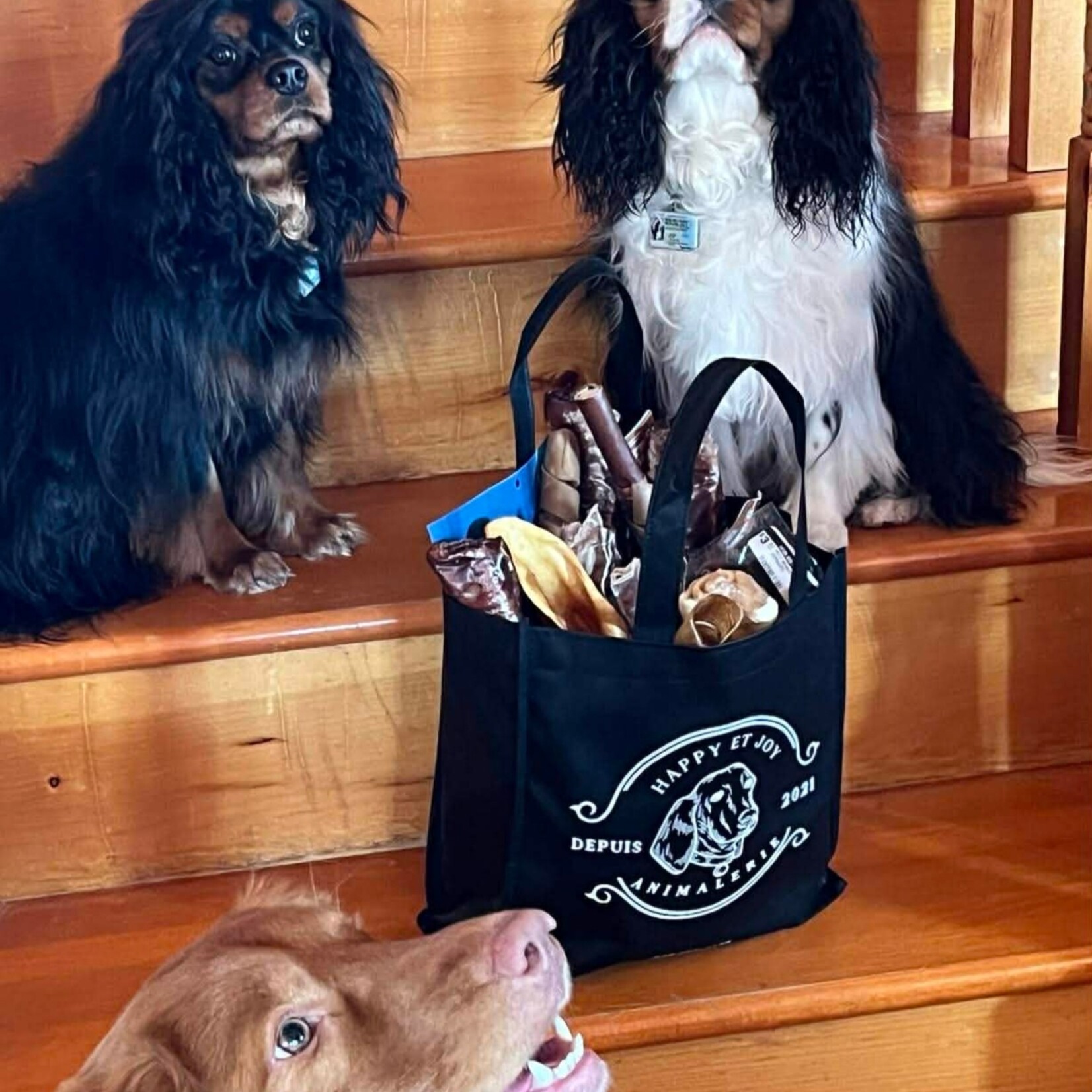 Privilege Dog Club - The Combo 24 Pieces - No Subscription