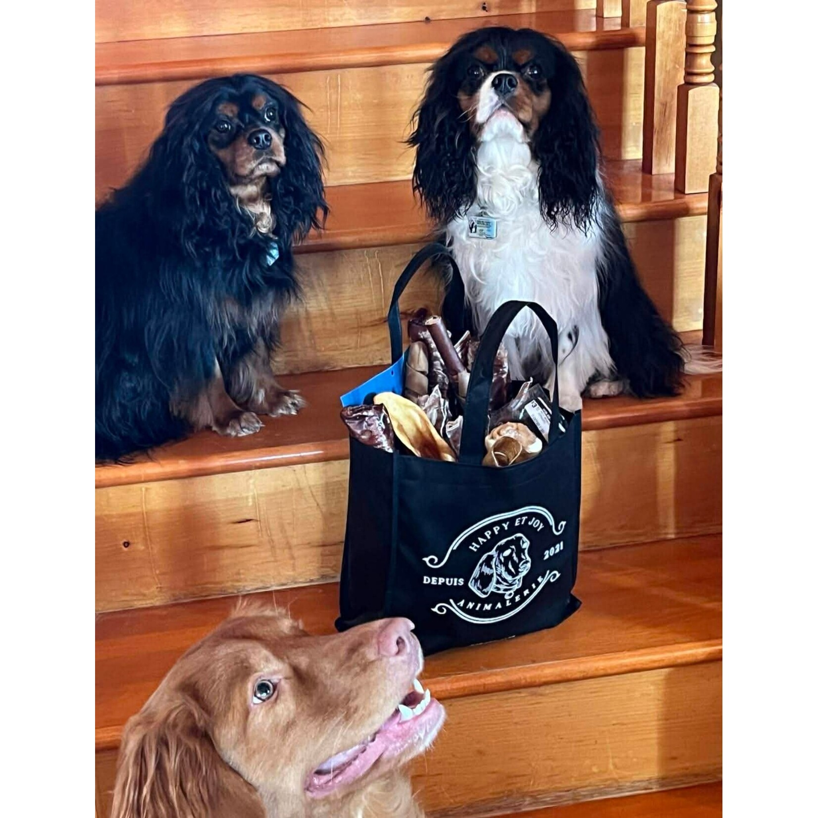 Privilege Dog Club - The Combo 24 Pieces - No Subscription