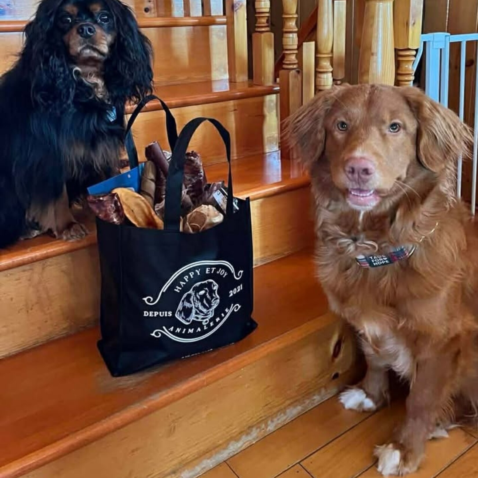 Privilege Dog Club - The Combo 24 Pieces - No Subscription