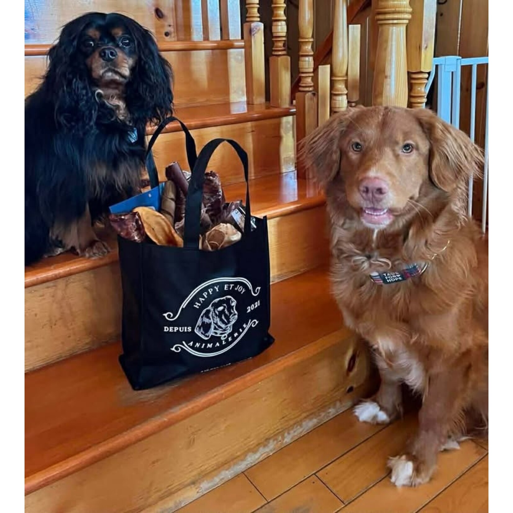 Privilege Dog Club - The Combo 24 Pieces - No Subscription