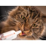 FELINE HYGIENE AND WELL-BEING