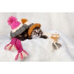 FELINE CLOTHING ITEM