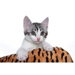 Cozy beds and blankets