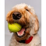 ACCESSOIRES DE JEU  CANIN