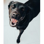 Hygiène dentaire canine