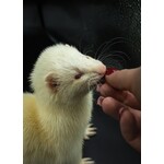 Food and treats for small pets