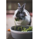 Toys and accessories for small companions